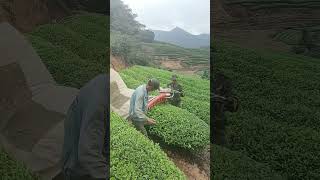 Tea picking process with handheld tea picker Good tools and machinery can increase work efficiency [upl. by Sema]