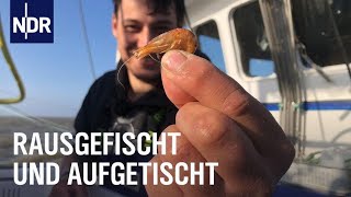 Fischereihafen Cuxhaven Täglich frischer Fisch  Die Nordreportage  NDR Doku [upl. by Hennahane]