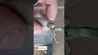 Lure painting tutorial fishing lures spinning angler diy perte painting troutfishing [upl. by Cheyne]