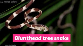 Blunthead Tree Snake Imantodes cenchoa [upl. by Eioj3]