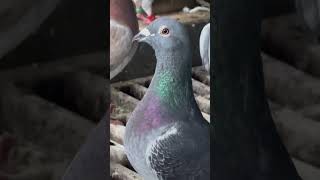 Silver Eye Jan Arden Male racingpigeons pigeon racingpiegon bird [upl. by Stanislas381]