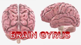 Detailed Guide to Brain Gyri Identifying Key Gyri in the Brainquot [upl. by Ennayd878]