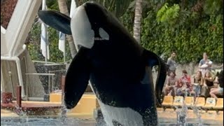 Orca Ocean Full Show April 6 2024  Loro Parque Spain [upl. by Croix]