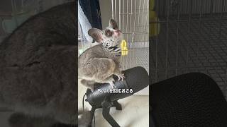 Bushbaby ドットの熱いビート聞くデシshots bushbaby ブッシュベイビー おさるさん ショウガラゴ [upl. by Huppert307]