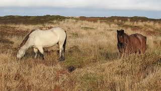 Lundy Ponies  Lundy Island  December 2022 [upl. by Ajup888]