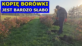 Kopię Borówki  JEST SŁABO Przesadzanie Borówki amerykańskiej Podłoże Stanowisko Rozstaw Uprawa [upl. by Ulphi992]