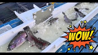 111424 HEAVY TROPHY TROUT STOCKING AT SANTA ANA RIVER LAKES [upl. by Natty466]