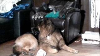 Maine coon kittens abusing German Shepherd dogs [upl. by Aik242]