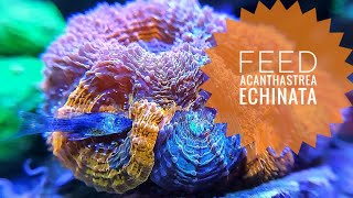 Feeding Acanthastrea echinata ป้อนอาหารปะการัง อิชินาต้า [upl. by Christoffer]