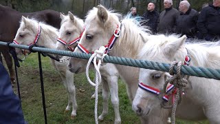 PAARDENMARKT LOTTUM 2024 Part 1 [upl. by Drew]