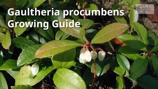 Gaultheria procumbens Growing Guide Checkerberry by Gardeners HQ [upl. by Elspet]