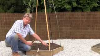 HOW TO MAKE CANE WIGWAMS FOR GROWING BEANS [upl. by Che612]