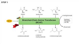 Branched Chain Amino Acid Metabolism  BCAA Catabolism  Pathway and Regulation [upl. by Helfant]