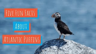 5 Facts About Puffins [upl. by Sivrat388]