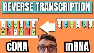 cDNA Synthesis By Reverse Transcription [upl. by Yakcm621]