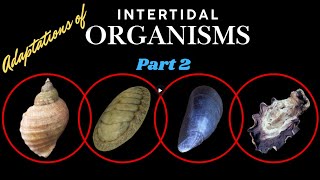 Intertidal organisms Part 2 Whelks chitons black mussels and Oysters [upl. by Bois]