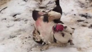 Snow Sledding Victorian Bulldog Funny Dog Video [upl. by Niddala41]