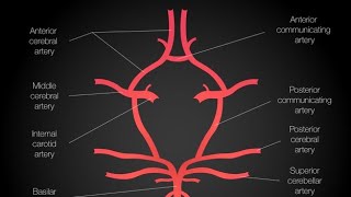 Basilar Artery Very Easy [upl. by Bohman]