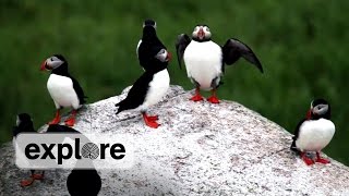 Discover the Puffins of Seal Island Maine [upl. by Aiksas]