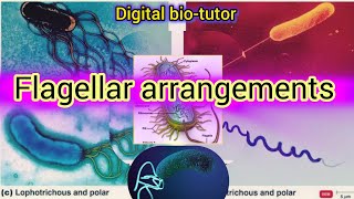 Why😲Some Bacteria Are Super Fast 🤷‍♀️and Others Are Not [upl. by Ahsart42]