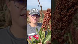 Milo Harvest Fall fun on the farm milo sorghum agriculture flinthills ranchlife familyfarm [upl. by Robbins593]