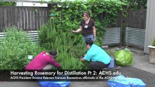 Rosemary Harvest for Distillation at ACHSedu Part 2 [upl. by Ahsener323]