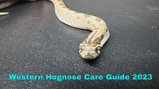 Western Hognose Care Guide 2023 [upl. by Nahsed]