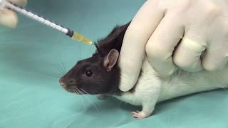 How to Give a Subcutaneous Injection to a Rat  Administration Procedure VideoSC Sites amp Techniques [upl. by Ahsiatal]