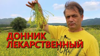 Донник лекарственныйmelilotus officinalis [upl. by Malony]