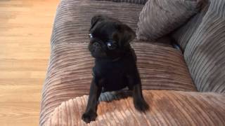 Batman Pug puppy screaming for dinner [upl. by Nylimaj450]