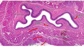 Histology of the Esophagus stomach small and large intestines [upl. by Nnasor]