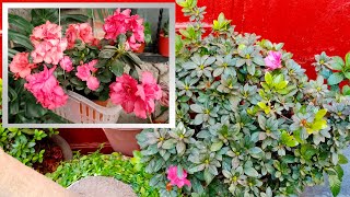 Azaleas con mucha Flor como las Cultivo y Trasplanto [upl. by Egni]