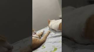 Cat masti time cat cuteecats cuteanimal cutecat cutepet funny [upl. by Fredek]