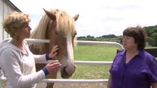 REAL HORSE RESCUES  EQUINE ADVOCATES 2  ABCWTEN [upl. by Ermentrude]