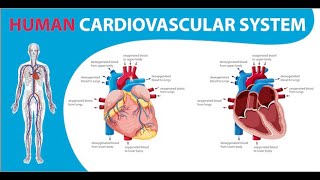 Introduction of Cardio Vascular System  Technician Hari [upl. by Nonek823]