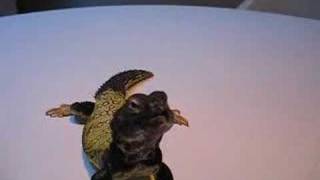 Uromastyx Thinks Hes a Dog [upl. by Nosneh]