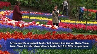 Special buses from Schiphol to Keukenhof [upl. by Otilopih201]