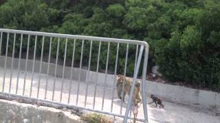 Rocca di Gibilterra scimmia con cucciolo [upl. by Yrok]