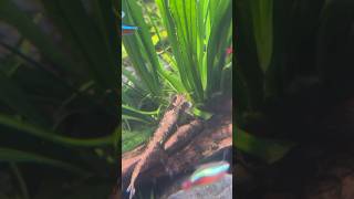 Nature  Whiptail Catfish [upl. by Ellenrahc136]