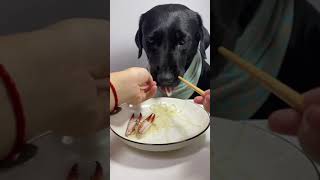 Dog eat so cute dog eat fyp eating foryou shortsfeed shorts shortsvideo [upl. by Vish581]