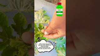 Mi lifestyle India agro agriculturefarming organic MIlifestyle [upl. by Ilyak682]