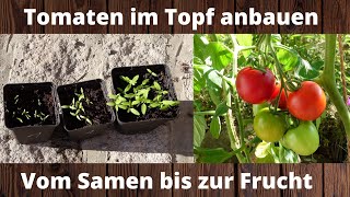 Tomate im Topf anbauen  Vom Samen bis zur Frucht [upl. by Katuscha739]