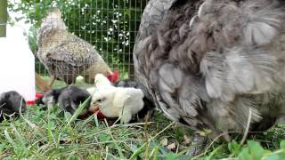 Relax and Enjoy Watching Our Sweet Blue Orpington Hen with 21 Baby Chicks [upl. by Leroj543]