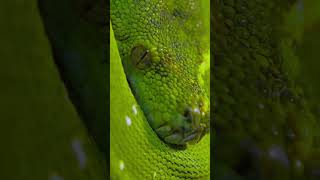 चंदन के पेड़ पर क्यों रहते हैं सांप Snake wildlife [upl. by Kcin]