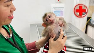 Diana the monkey had to be hospitalized for a medical examination [upl. by Demp]