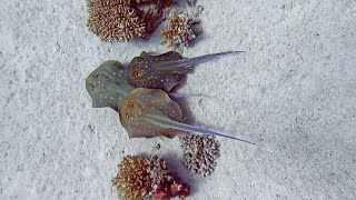 Bluespotted Stingray Birth  Marsa Shagra  29082021 [upl. by Hortensia]