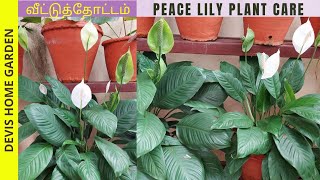 Peace lily care and growing tips  beautiful indoor plants peacelily indoorplant leafygreens [upl. by Hanid]