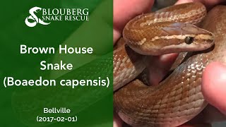 Brown House Snake near Bellville Cape Town Western Cape South Africa 20170201 [upl. by Ewell]