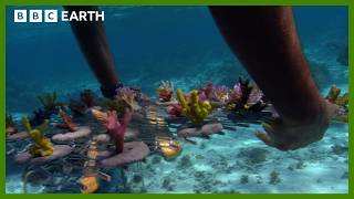 Reviving A Coral Paradise In The South Pacific  BBC Earth [upl. by Gladys]