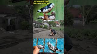 Tes terbang merpatiku blorokmerpatiku pigeon caramelatihburungmerpati [upl. by Josephson]